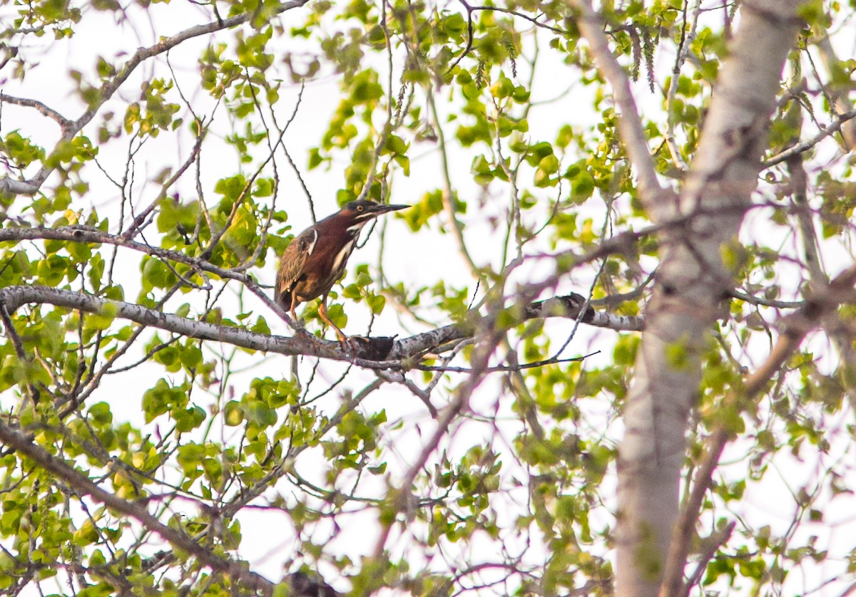 Green Heron - ML597367101