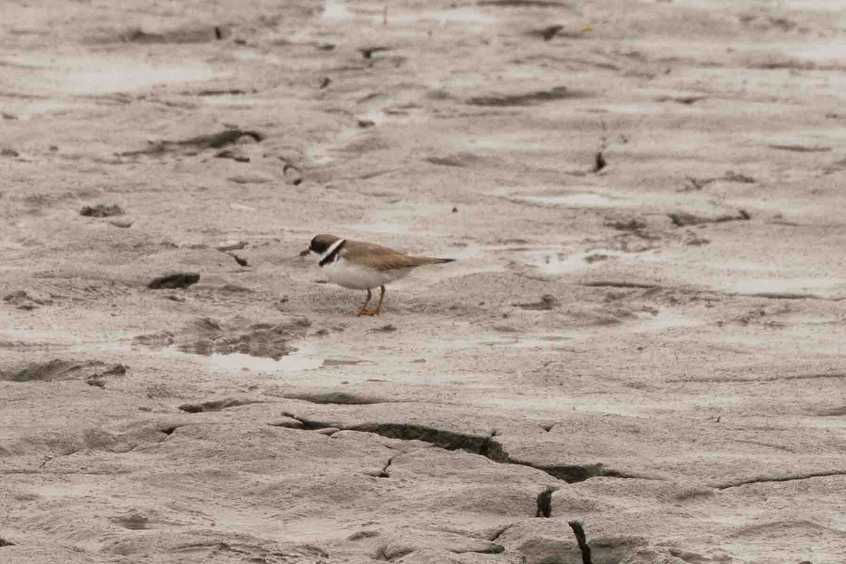 Semipalmated Plover - ML597367371