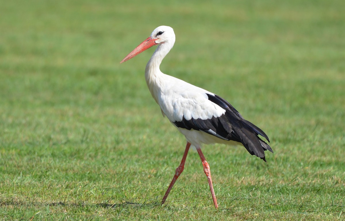 White Stork - Henry deJong