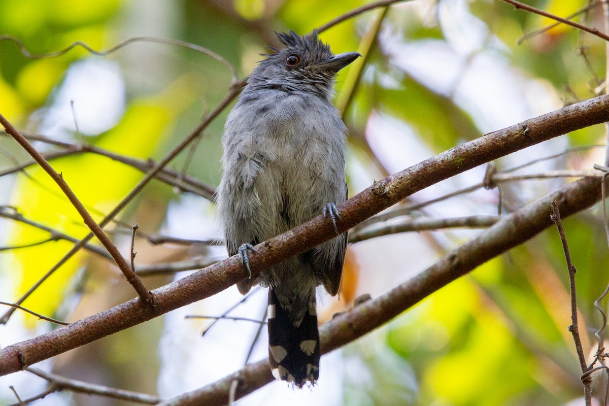 Natterer's Slaty-Antshrike - ML597367531