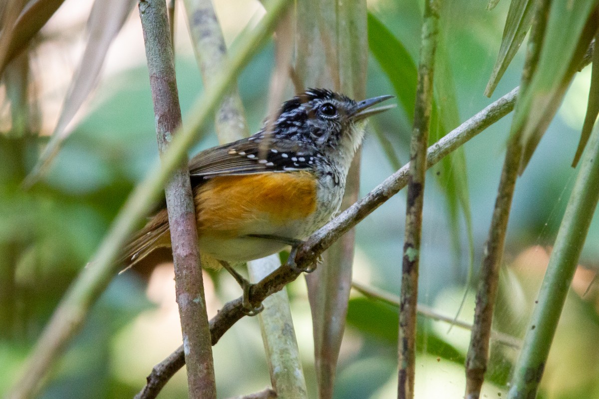 Spix's Warbling-Antbird - João Vitor Andriola