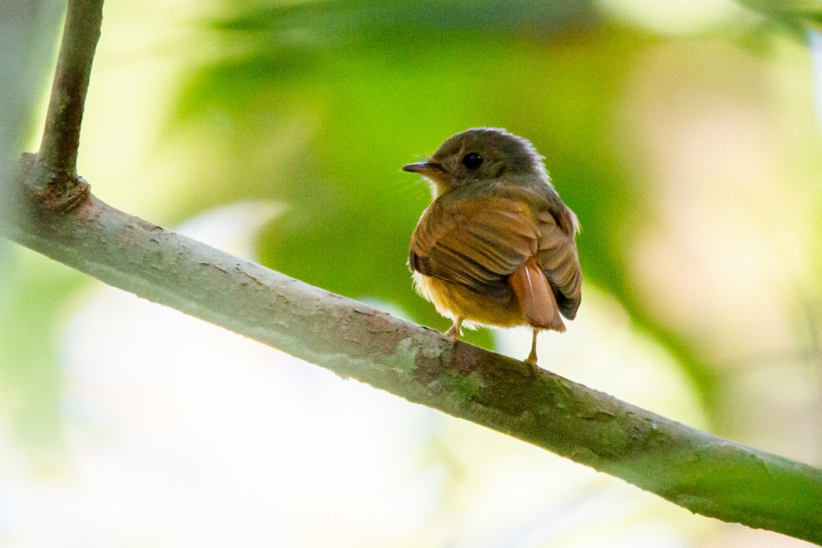 Ruddy-tailed Flycatcher - ML597367651