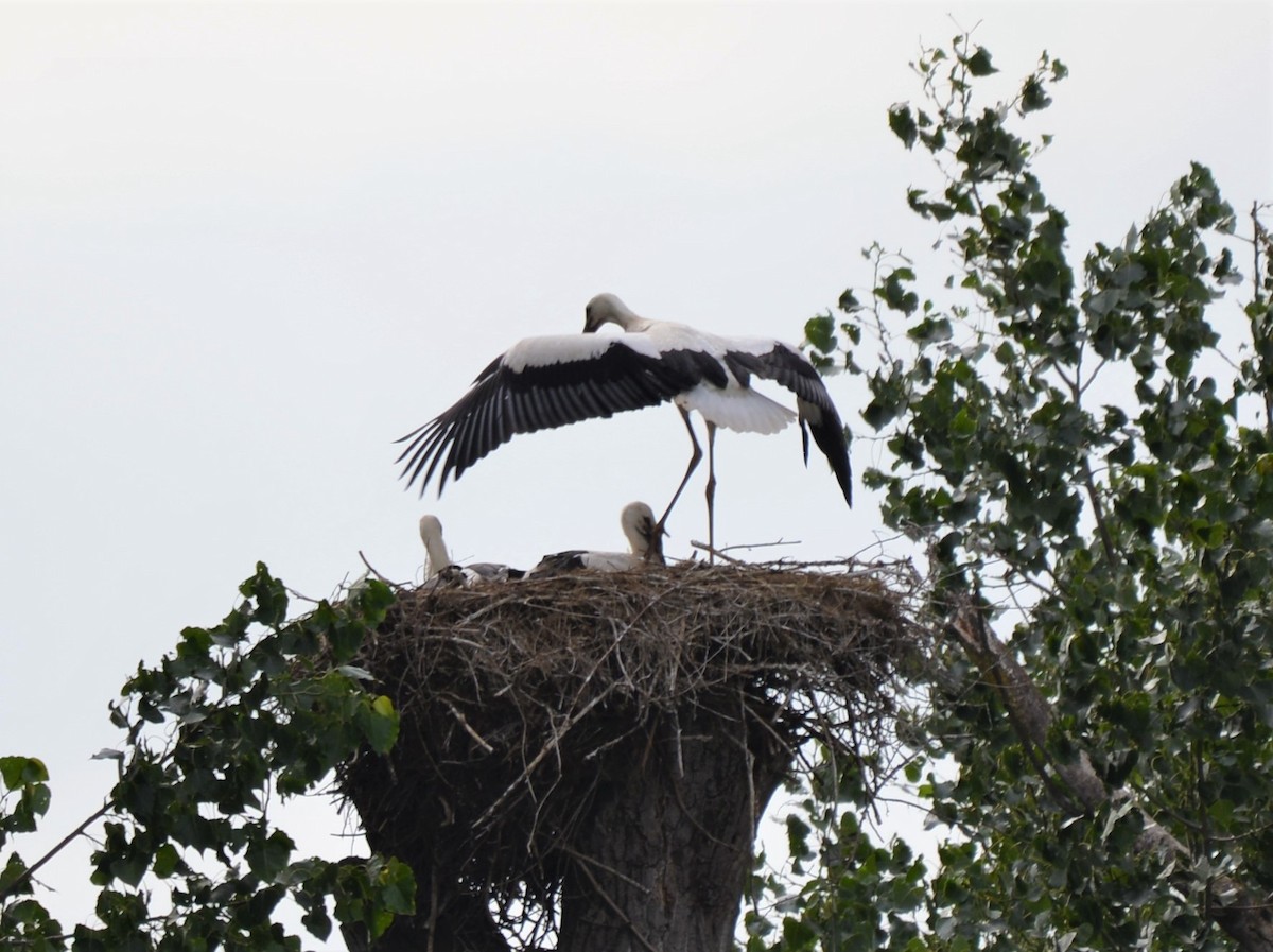 White Stork - ML597368021