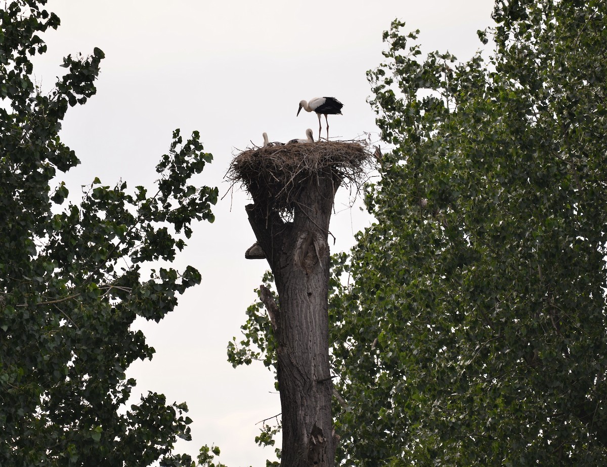 White Stork - ML597368041