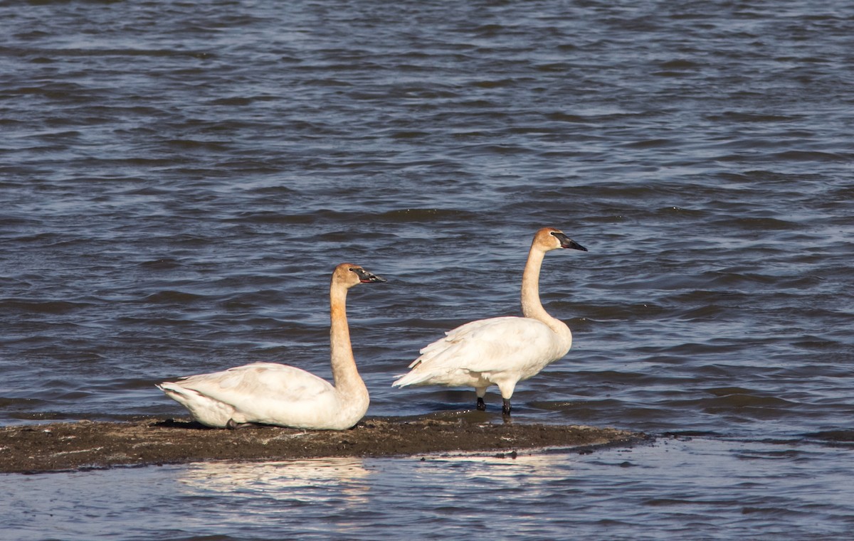 Cisne Trompetero - ML597368191