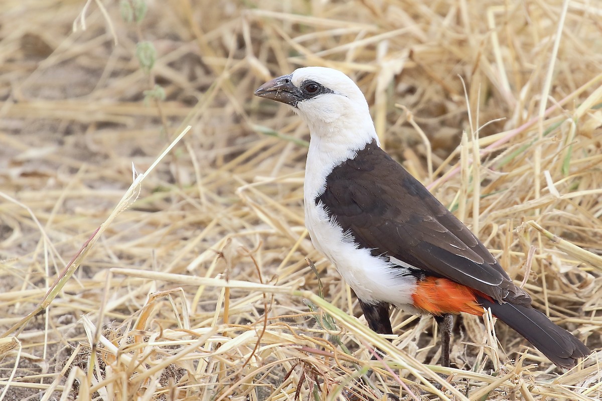 White-headed Buffalo-Weaver - ML597369231