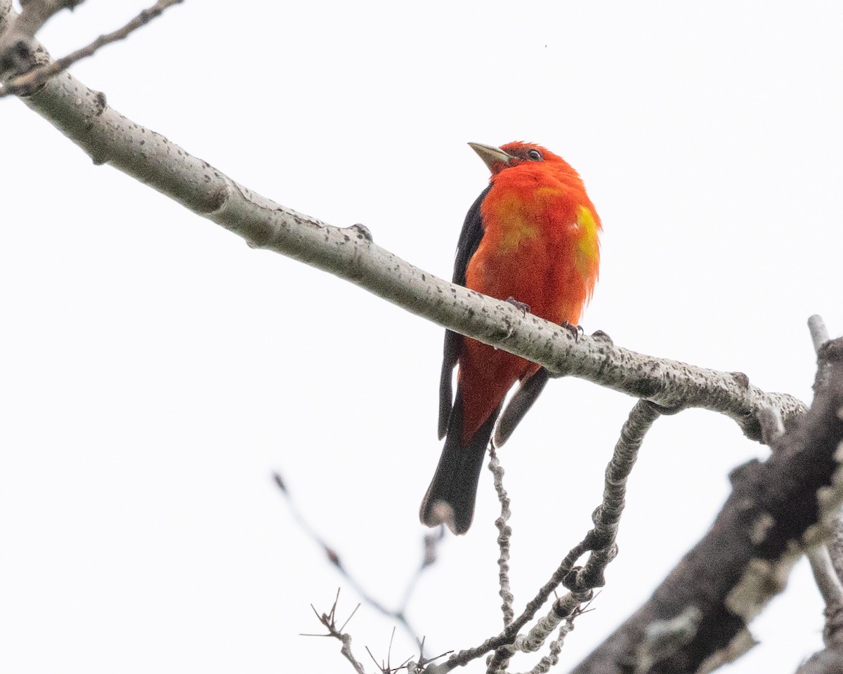 Scarlet Tanager - Sylvie Martel / Gaétan Giroux