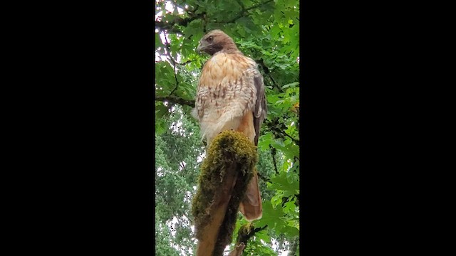 Red-tailed Hawk - ML597370131