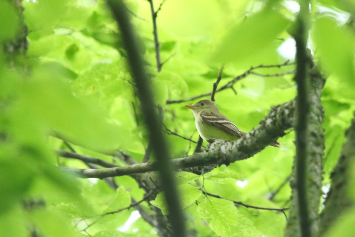 Acadian Flycatcher - ML59737151