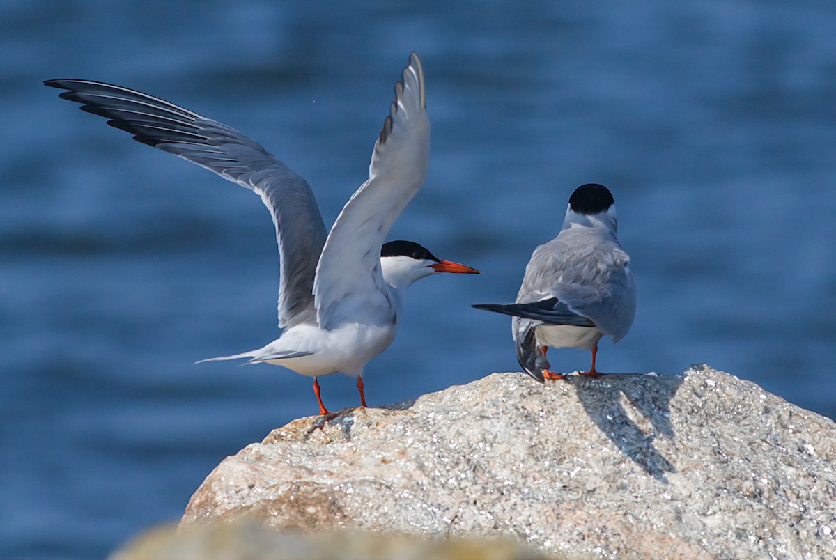 Common Tern - ML597372631