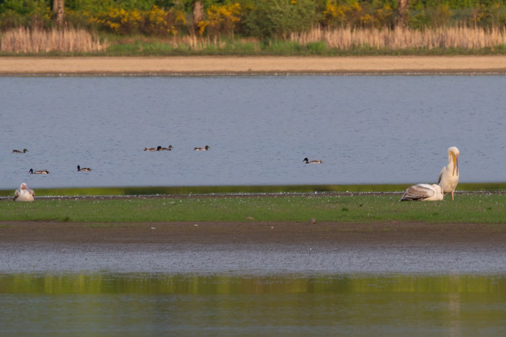 Great White Pelican - ML597373401