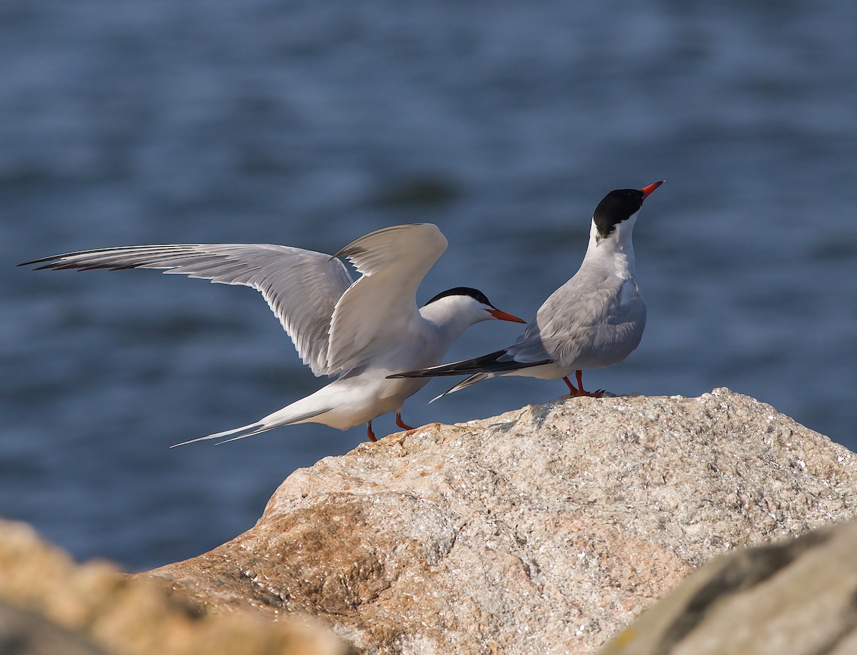 Common Tern - ML597373521