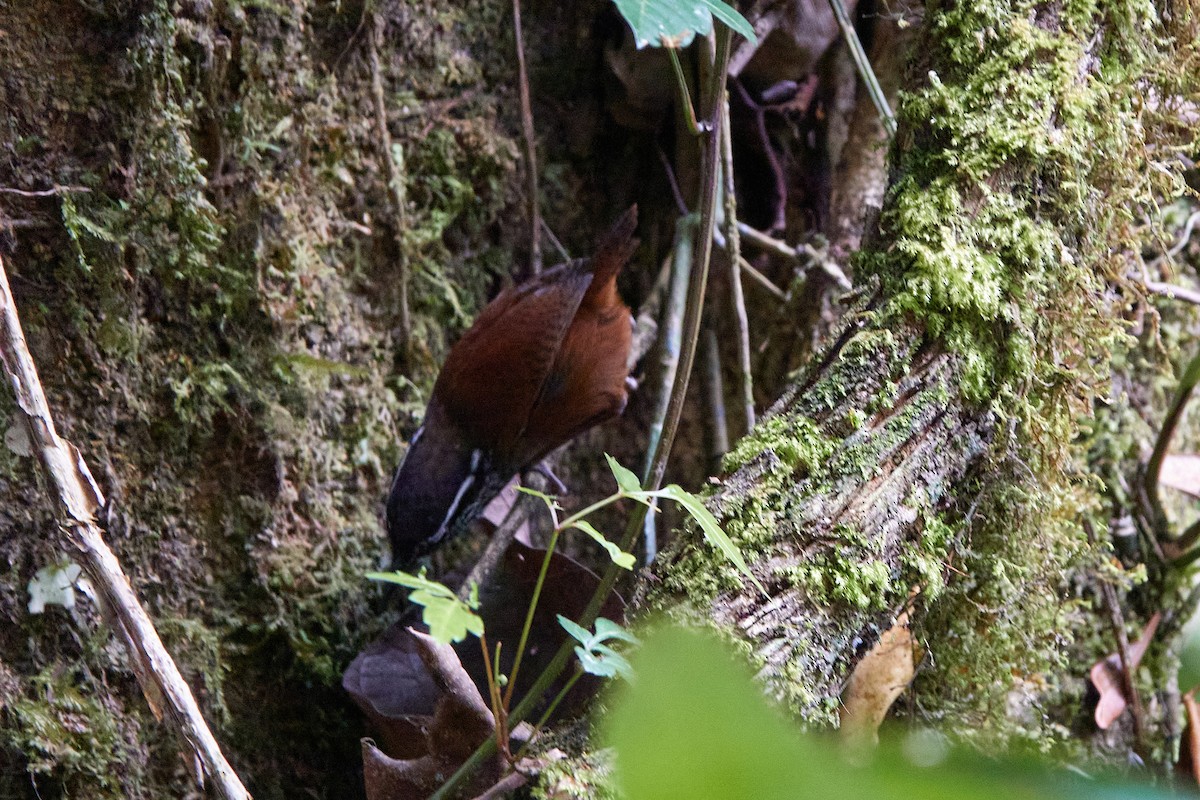 Gray-breasted Wood-Wren - Elodie Roze