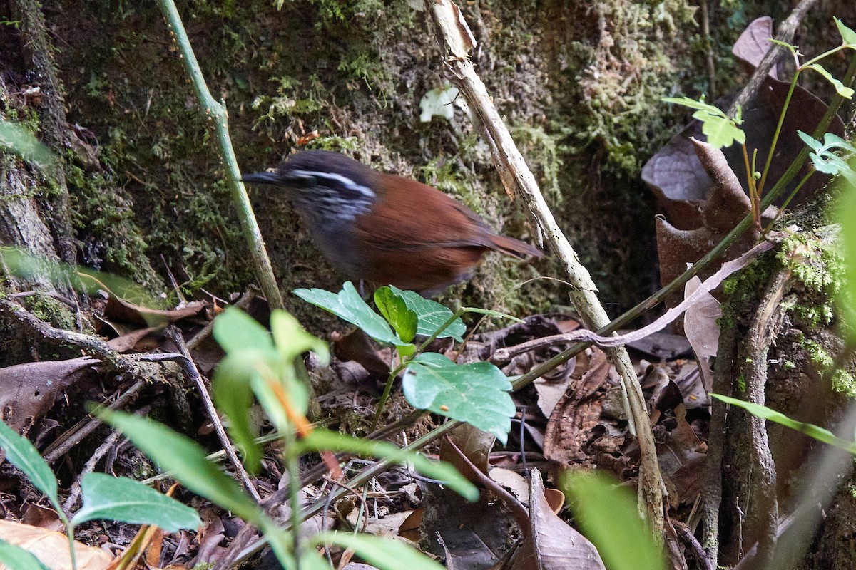 Gray-breasted Wood-Wren - Elodie Roze