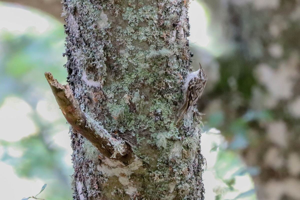 Eurasian Treecreeper - ML597374771