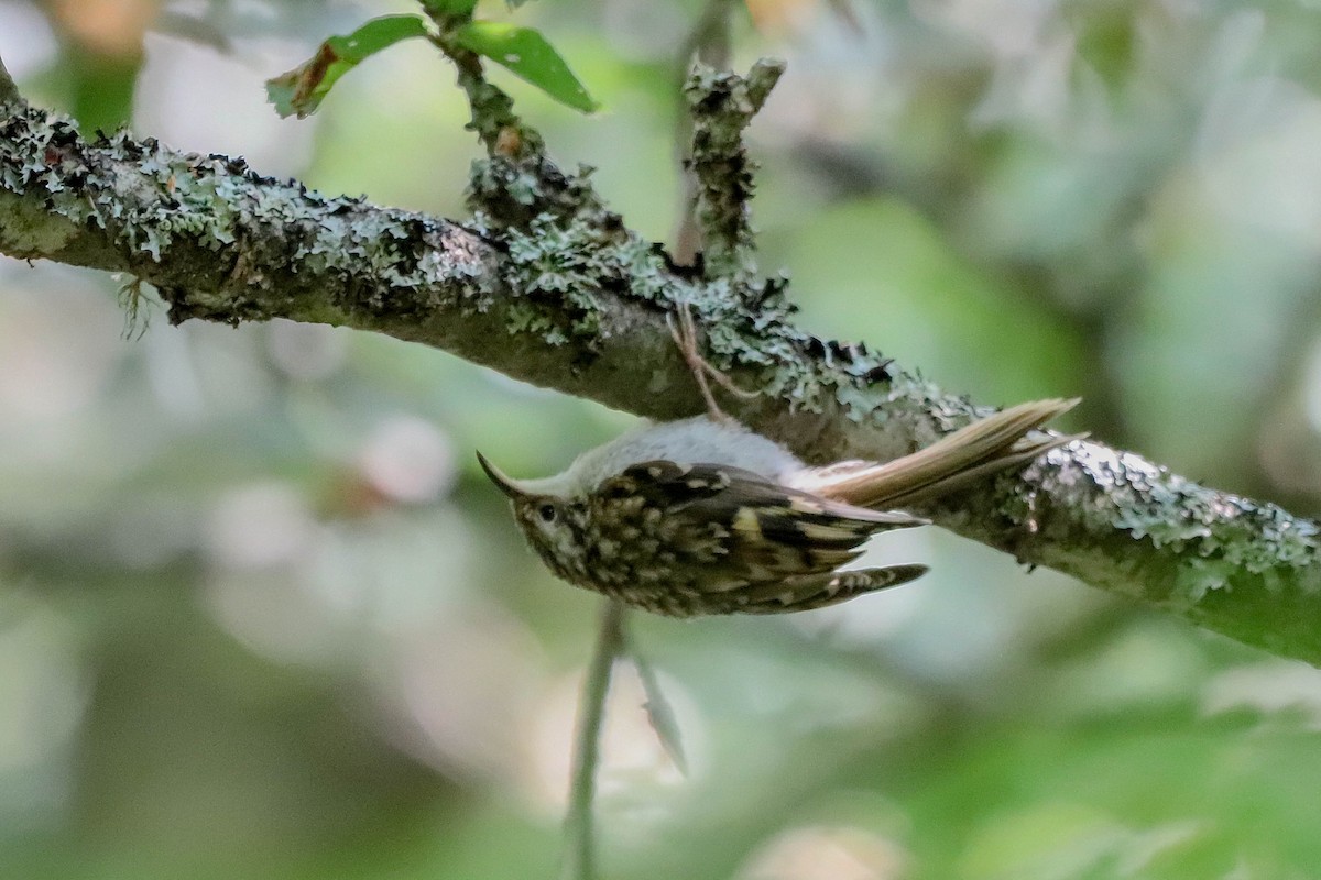 Eurasian Treecreeper - ML597374781