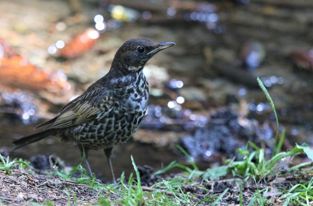 ML597375081 - Ring Ouzel - Macaulay Library