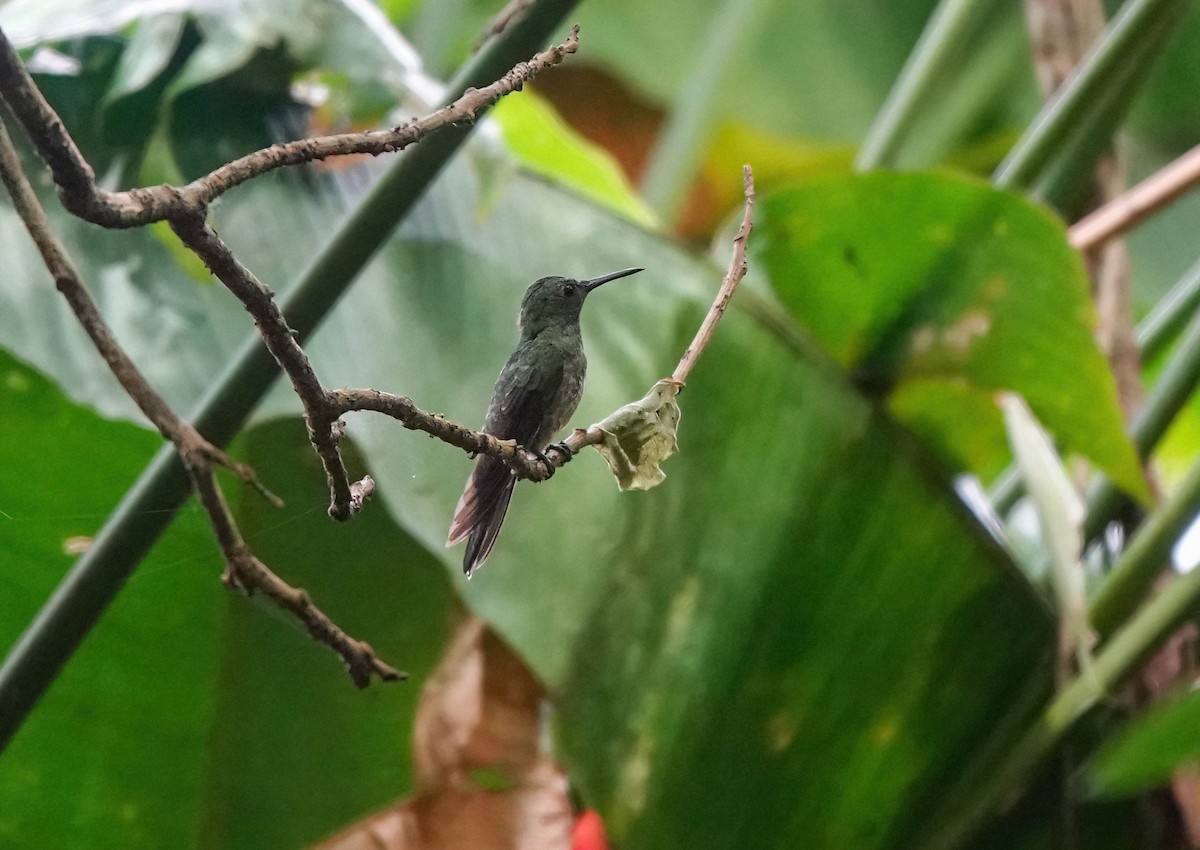 kolibřík skvrnitoprsý - ML597375731