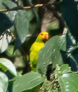 Olive-headed Lorikeet - ML597375861