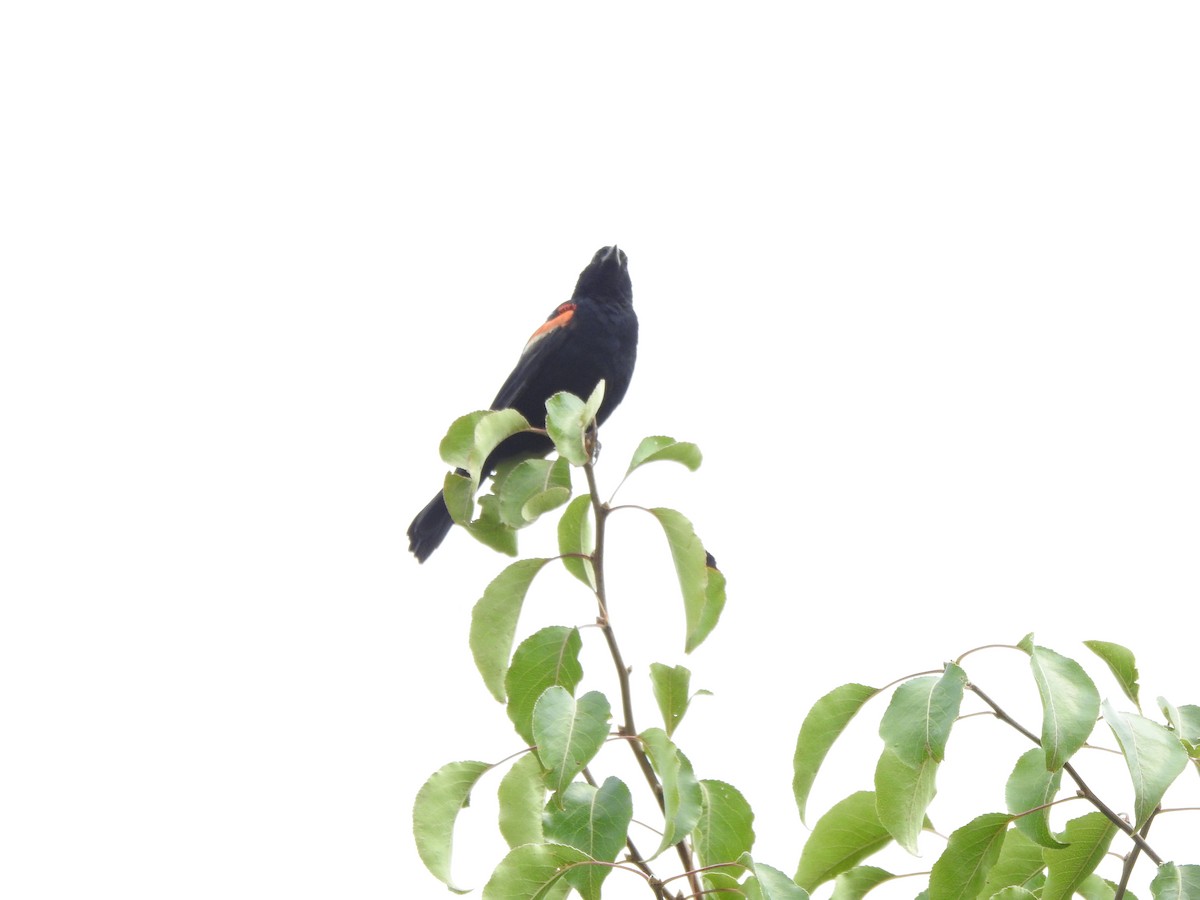 Red-winged Blackbird - Ron Marek