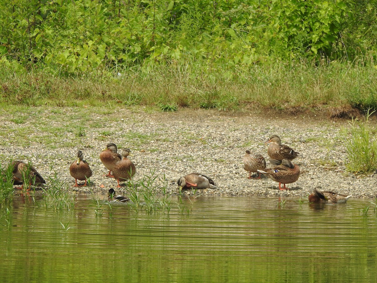 Mallard - ML597377201