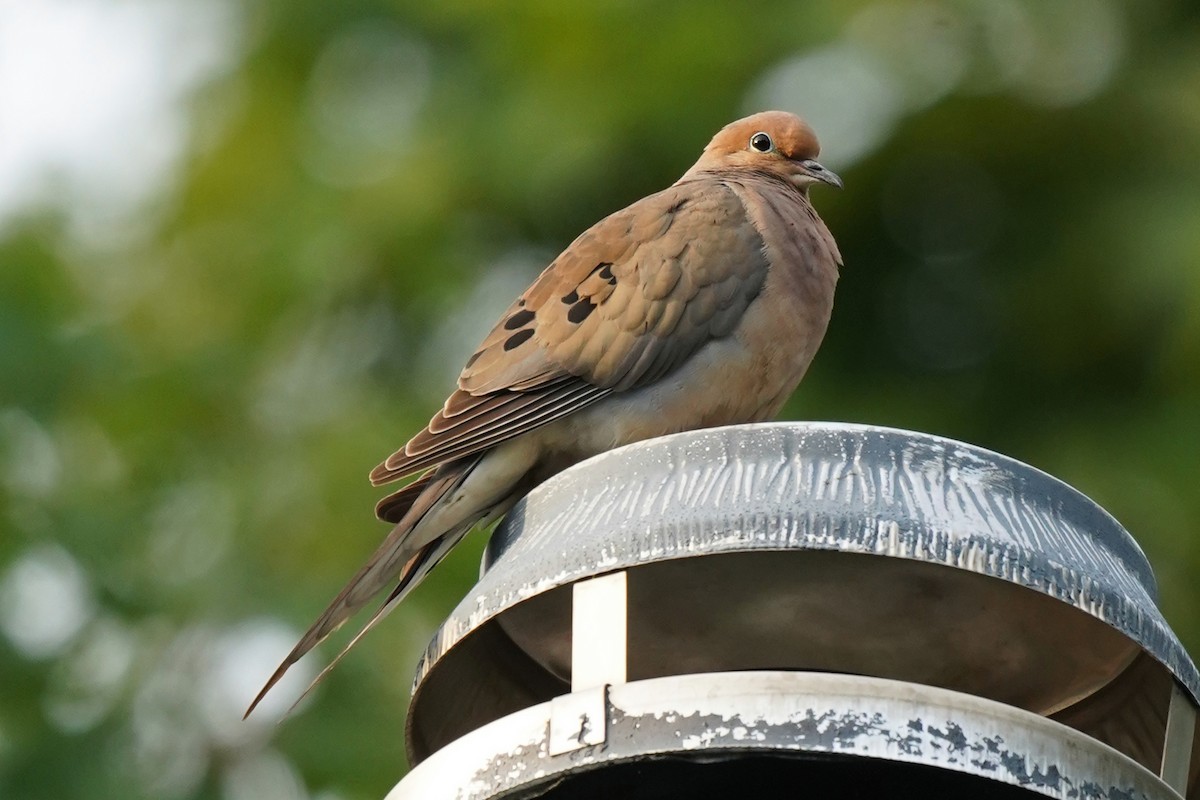 Mourning Dove - ML597377471