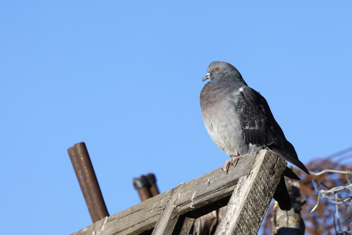Rock Pigeon (Feral Pigeon) - ML597377691