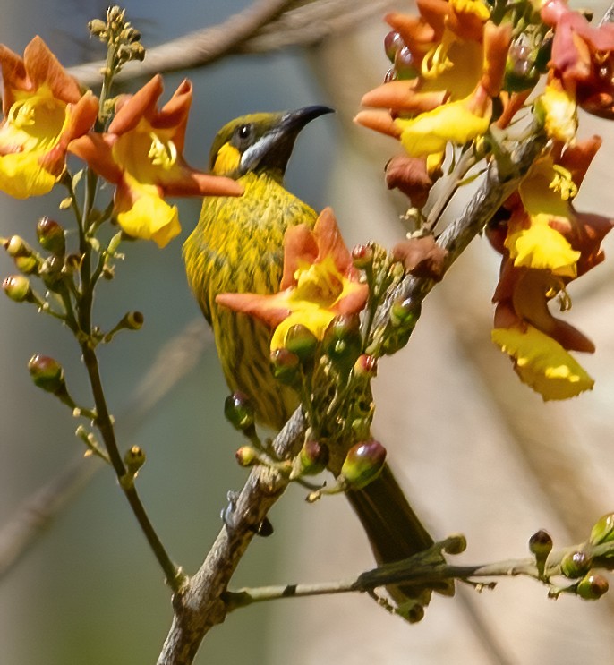 Yellow-eared Honeyeater - José Teixeira