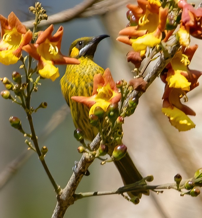 Yellow-eared Honeyeater - ML597378301