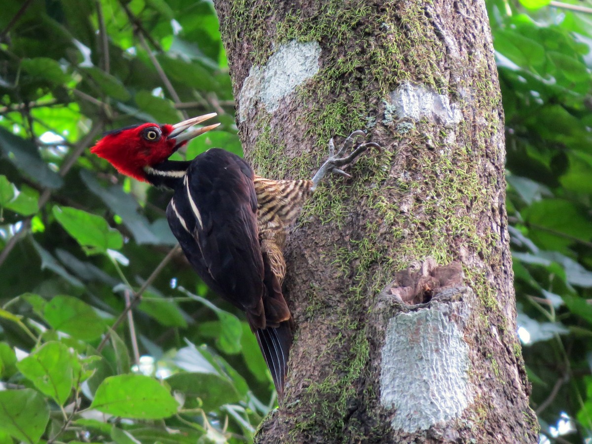Pale-billed Woodpecker - ML597379081