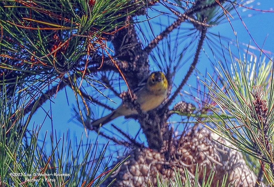 Hermit Warbler - ML597379781