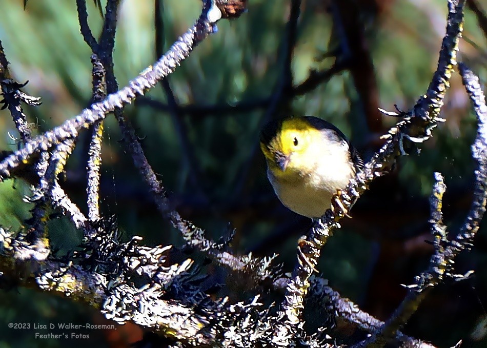 Hermit Warbler - Lisa Walker-Roseman