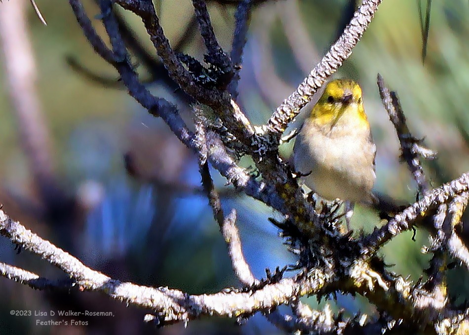 Hermit Warbler - Lisa Walker-Roseman