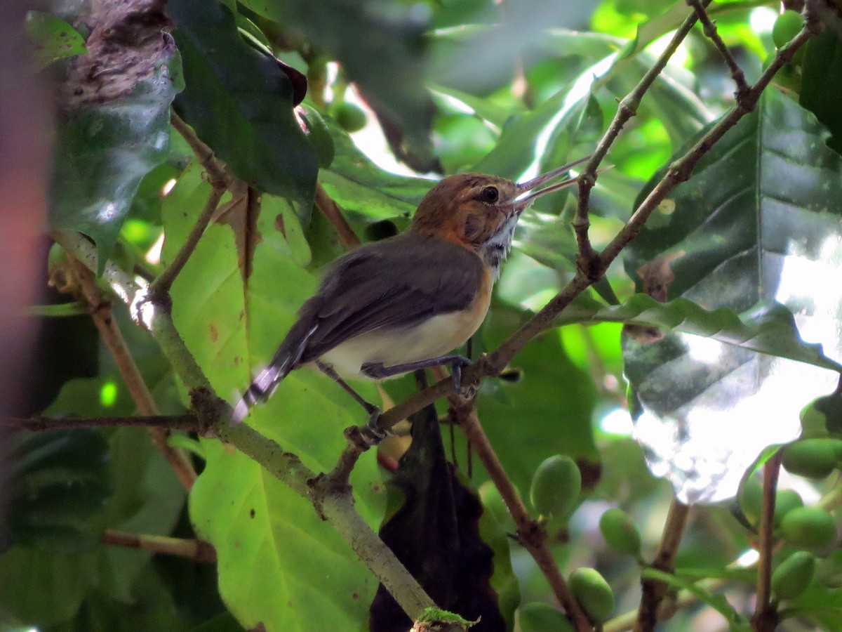 Long-billed Gnatwren - ML597379871