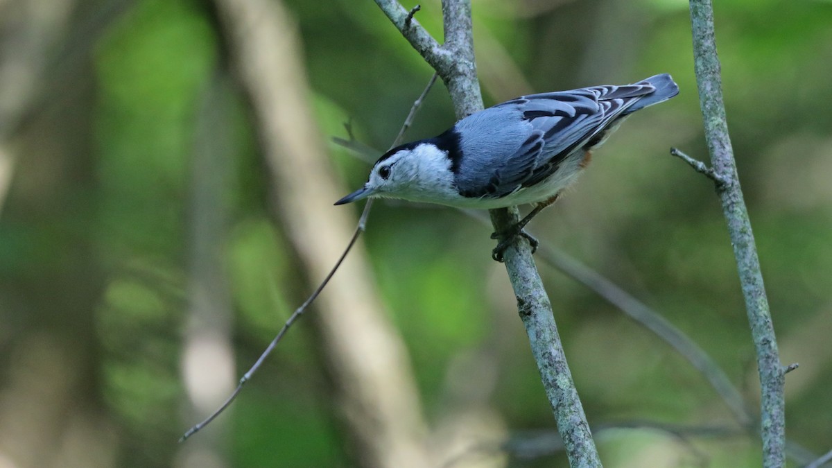 White-breasted Nuthatch - ML59738121