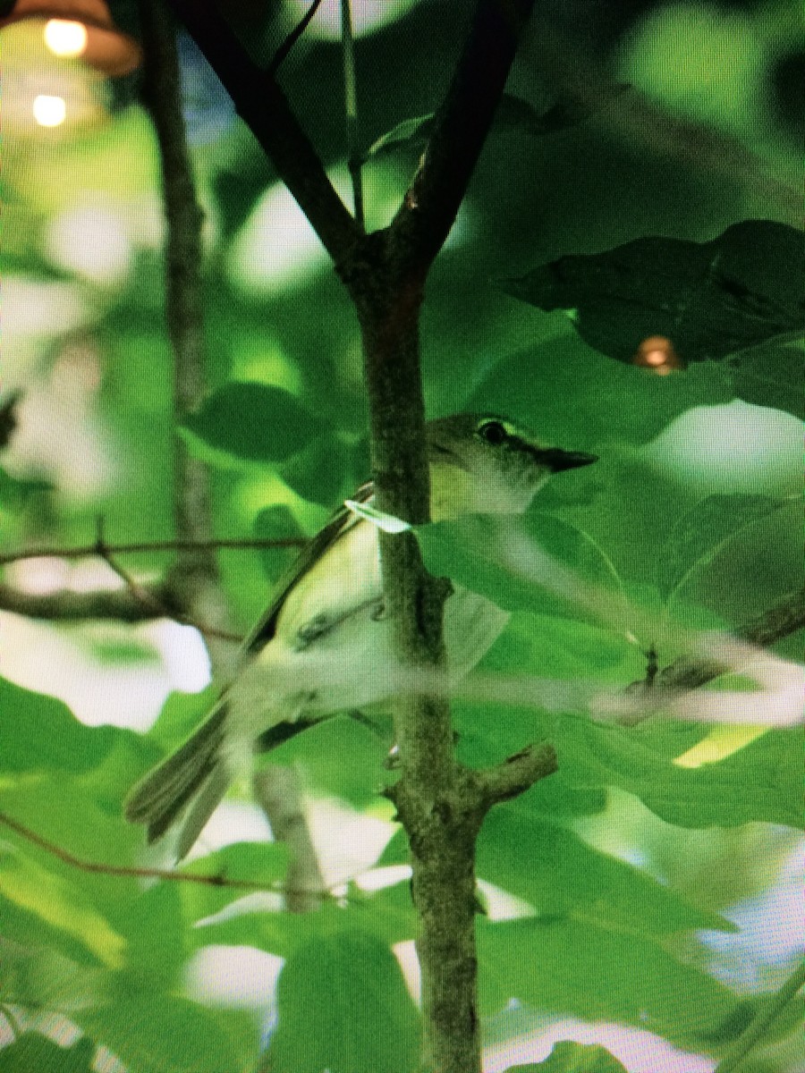 White-eyed Vireo - ML59738191