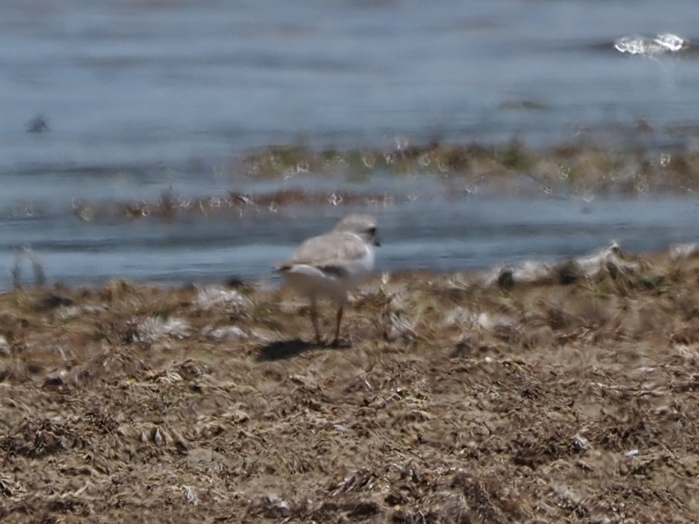 Piping Plover - ML597382141