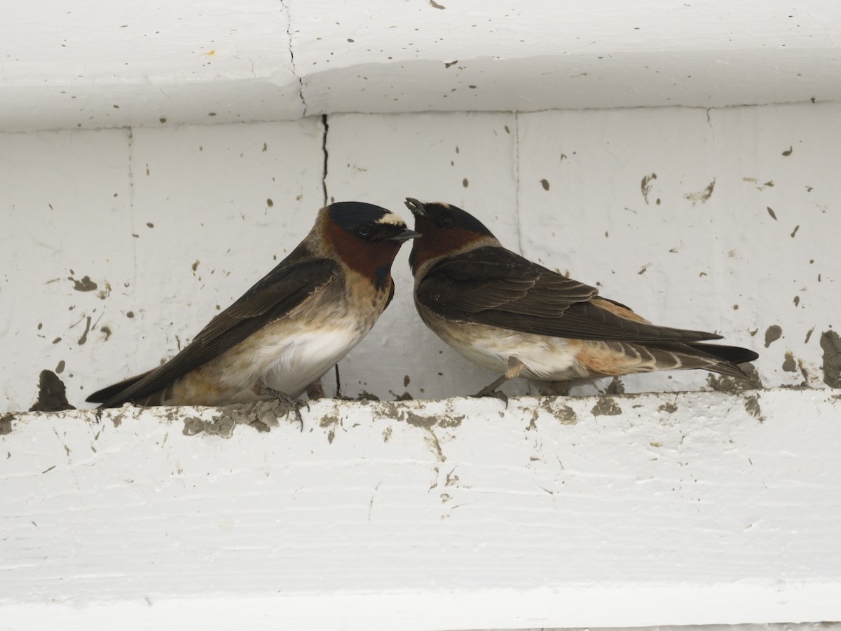 Cliff Swallow - ML597382321