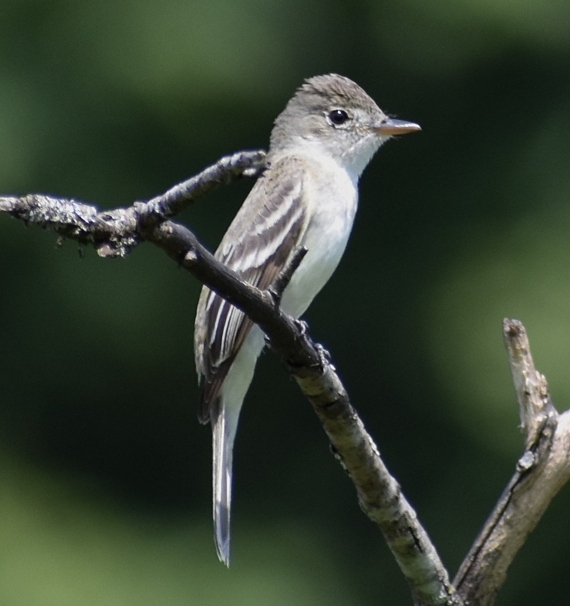 Willow Flycatcher - Douglas Lister