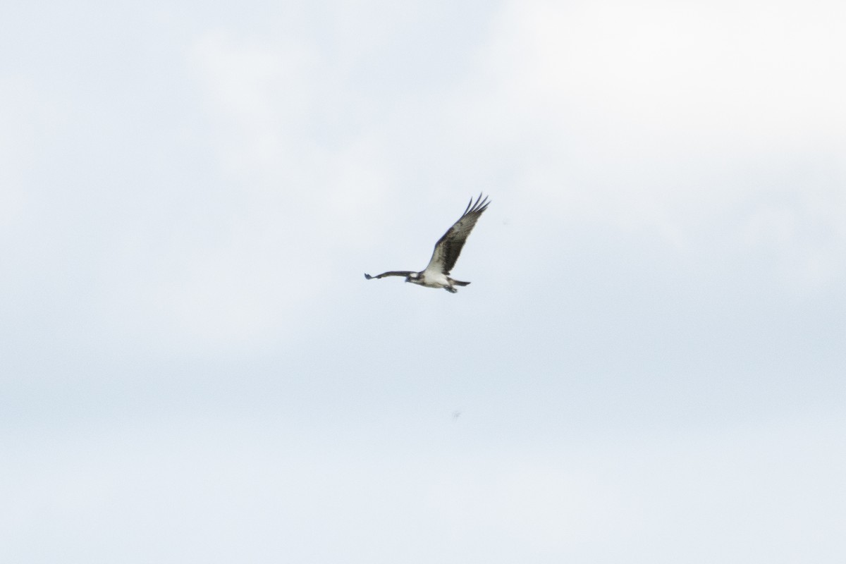 Águila Pescadora - ML597382631