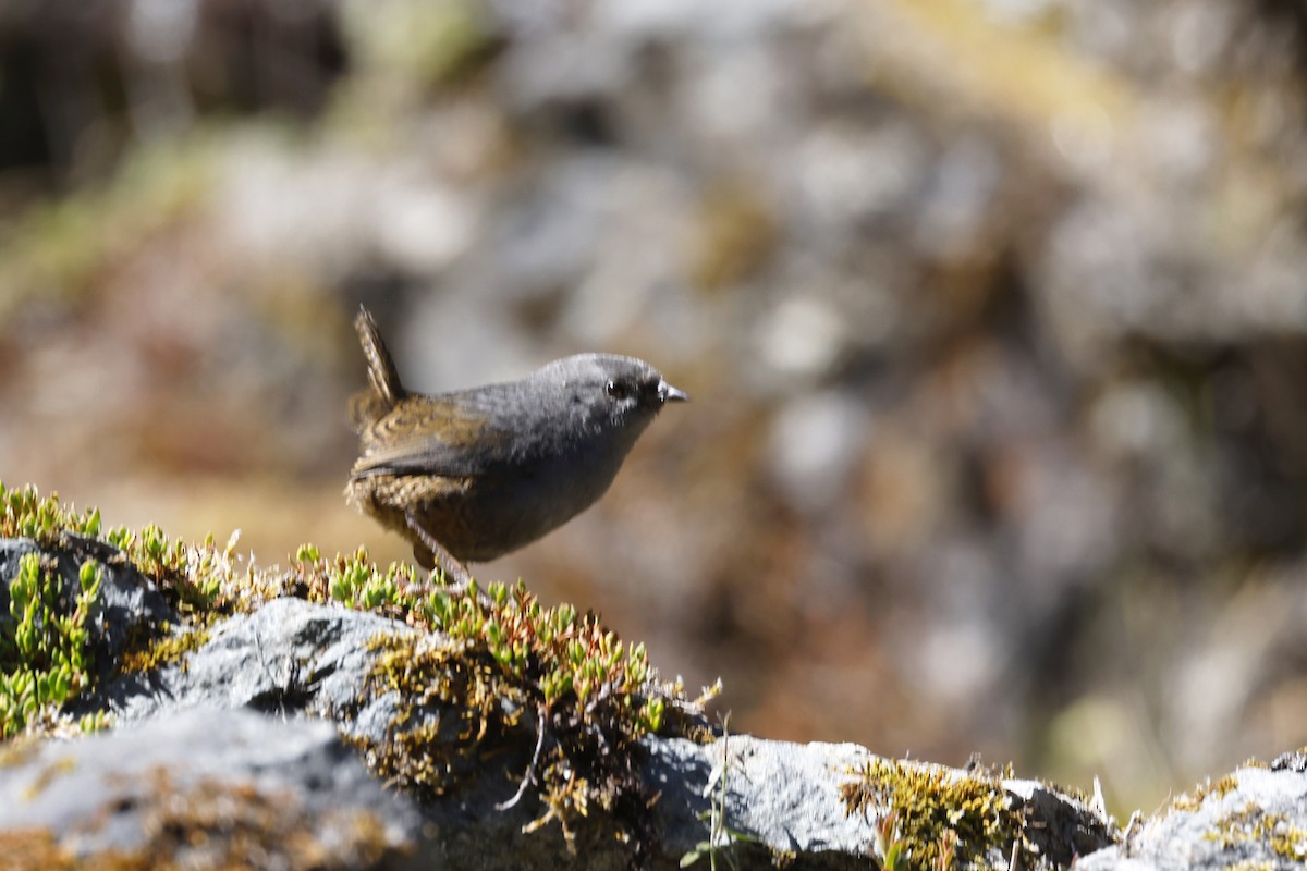 Jalca Tapaculo - ML597384981