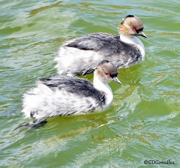 Silvery Grebe - ML597385301