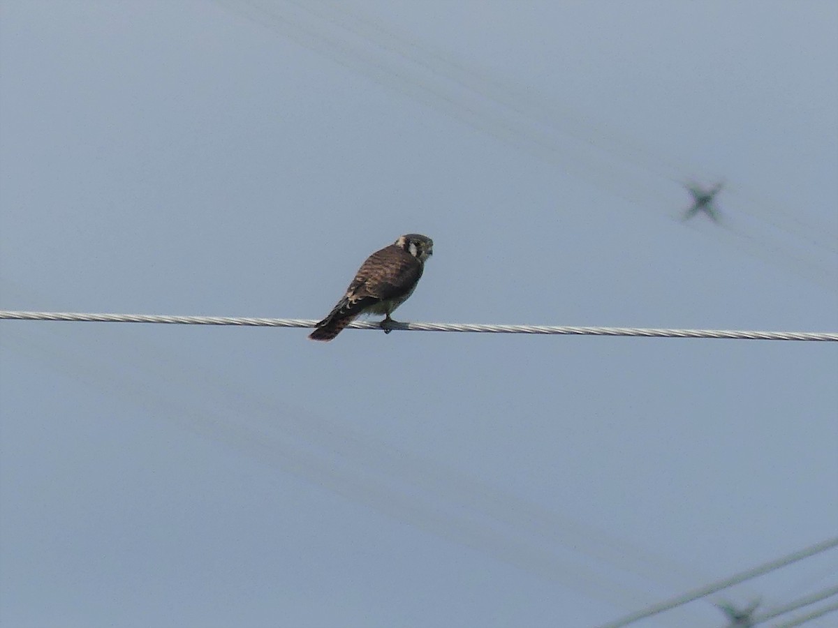 American Kestrel - André Labelle