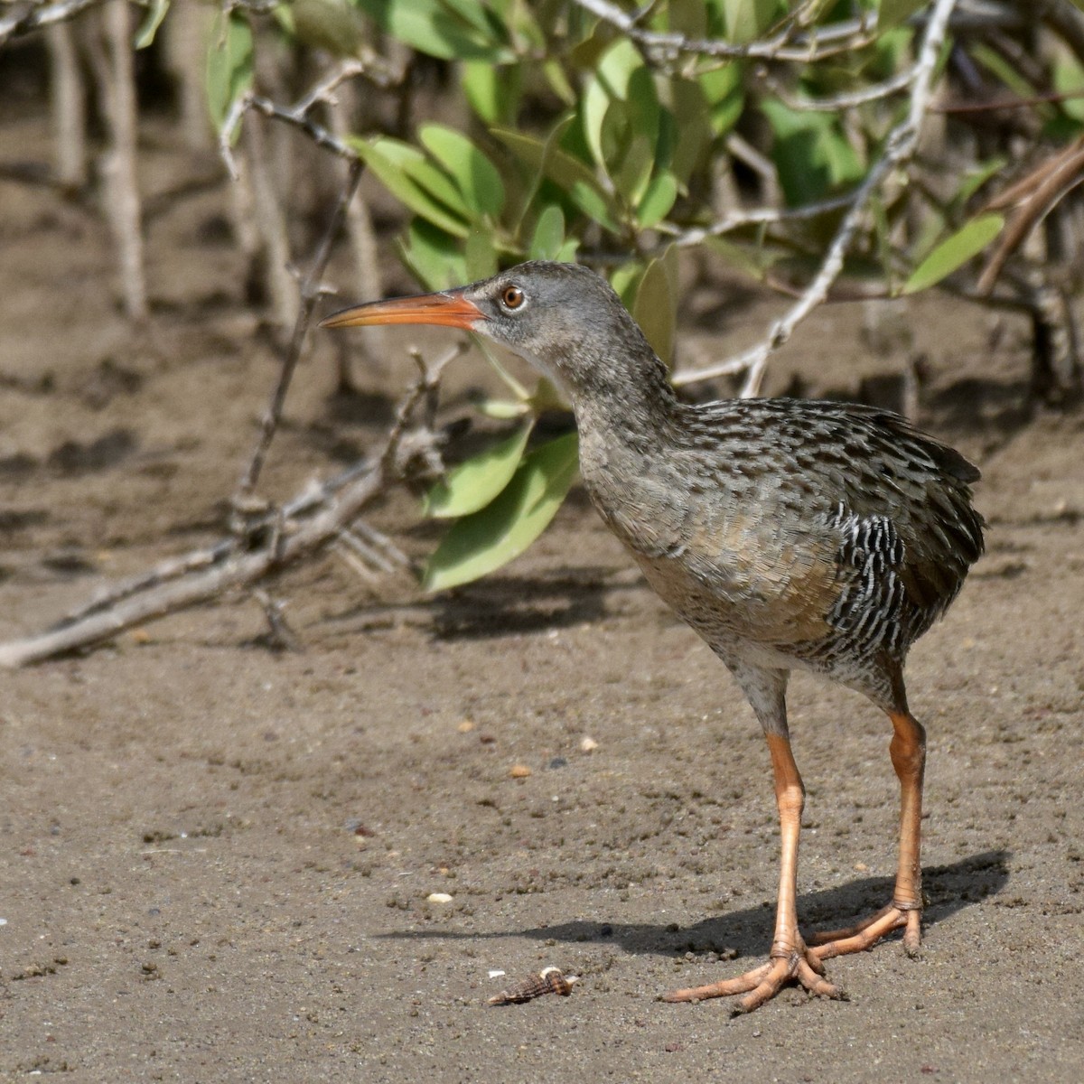 Mangrove Rail - ML597386081