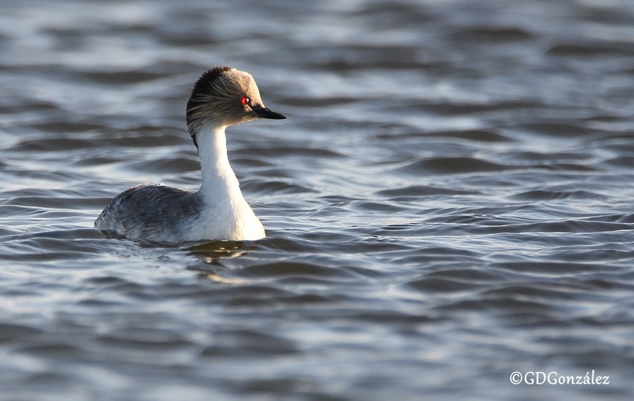 Silvery Grebe - ML597386231