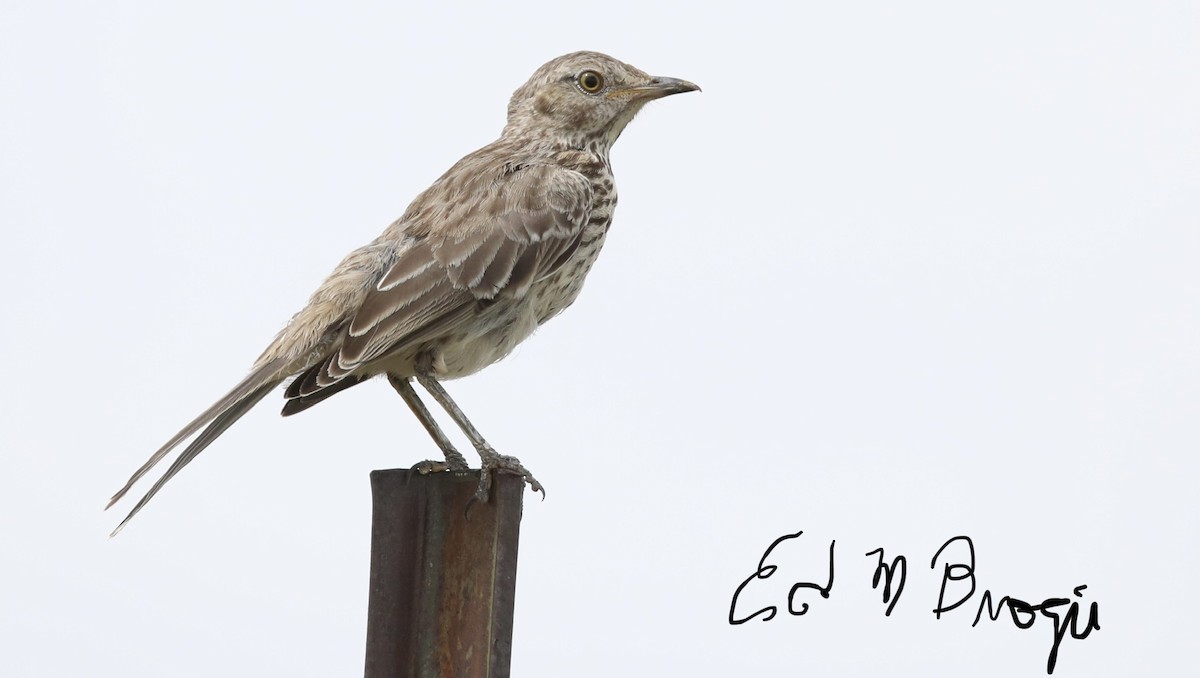 Sage Thrasher - ML597386331