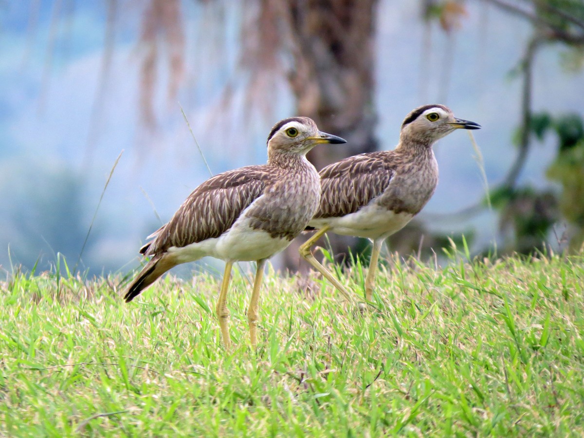 Double-striped Thick-knee - ML597386461