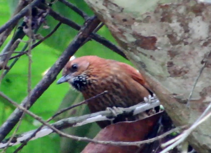 Stripe-breasted Spinetail - ML597387821