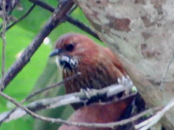 Stripe-breasted Spinetail - ML597387941