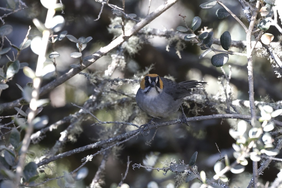 Black-spectacled Brushfinch - ML597388251